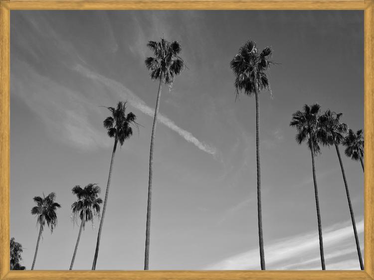 Cuadro The Palm Trees And The Sky