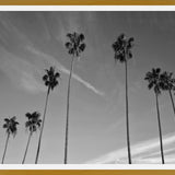 Cuadro The Palm Trees And The Sky