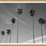 Cuadro The Palm Trees And The Sky