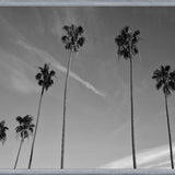 Cuadro The Palm Trees And The Sky