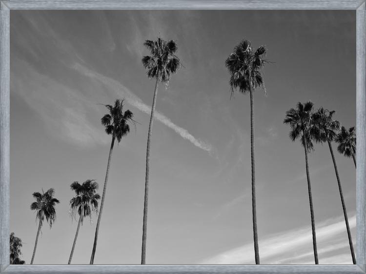 Cuadro The Palm Trees And The Sky
