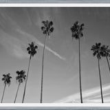 Cuadro The Palm Trees And The Sky