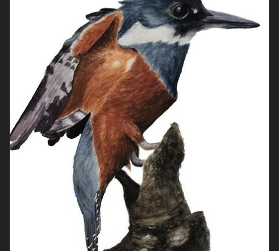 Cuadro Martín pescador