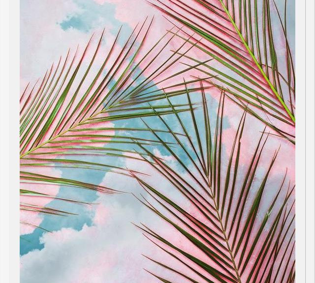 Cuadro Palms + Sky