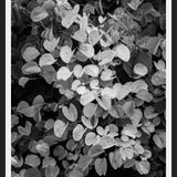 Cuadro Hoja - Black & White