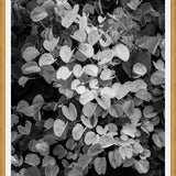 Cuadro Hoja - Black & White