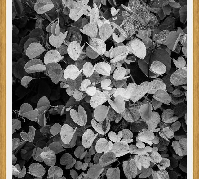 Cuadro Hoja - Black & White
