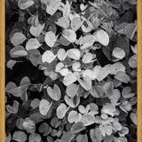 Cuadro Hoja - Black & White