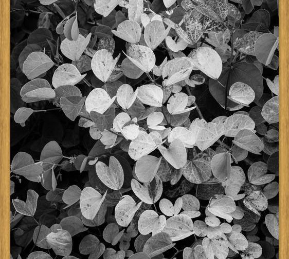 Cuadro Hoja - Black & White