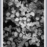 Cuadro Hoja - Black & White