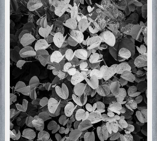 Cuadro Hoja - Black & White