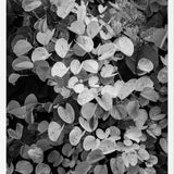 Cuadro Hoja - Black & White