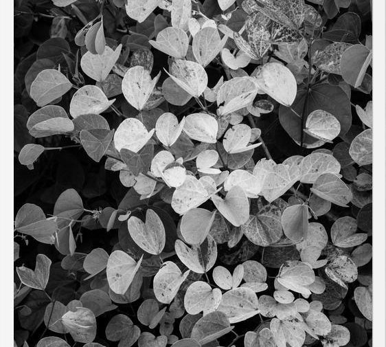 Cuadro Hoja - Black & White