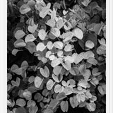 Cuadro Hoja - Black & White