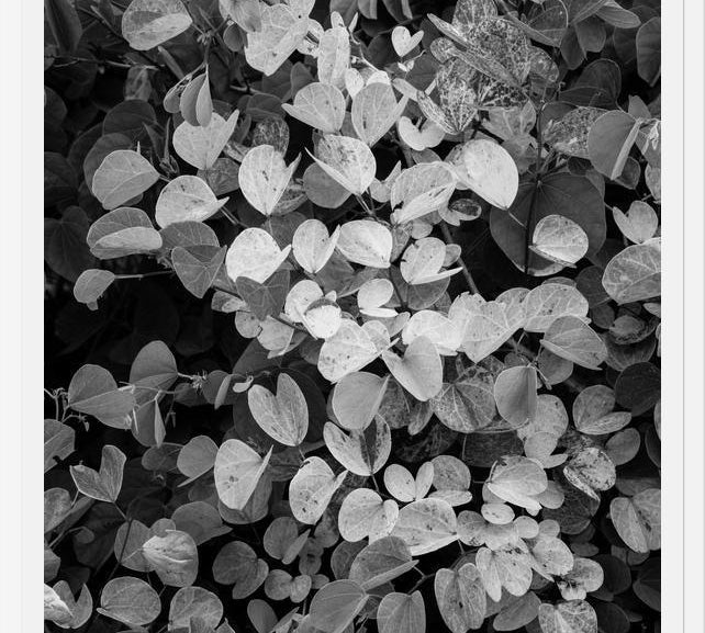 Cuadro Hoja - Black & White