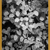 Cuadro Hoja - Black & White