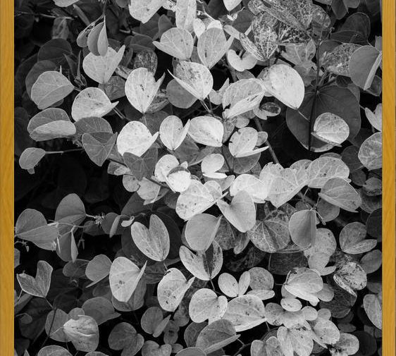 Cuadro Hoja - Black & White