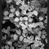 Cuadro Hoja - Black & White