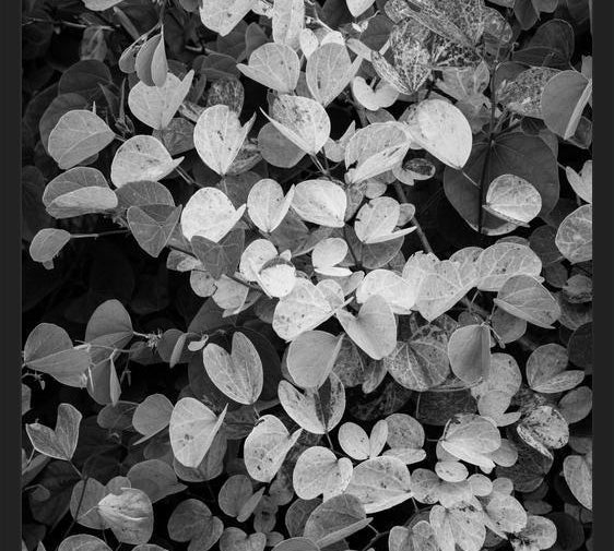 Cuadro Hoja - Black & White