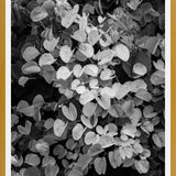 Cuadro Hoja - Black & White