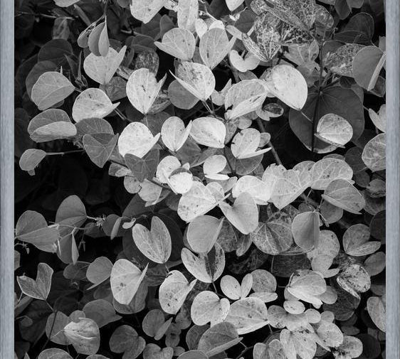 Cuadro Hoja - Black & White