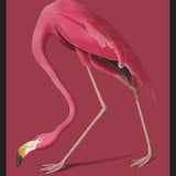 Cuadro Pink Flamingo