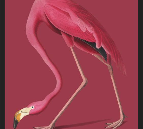 Cuadro Pink Flamingo