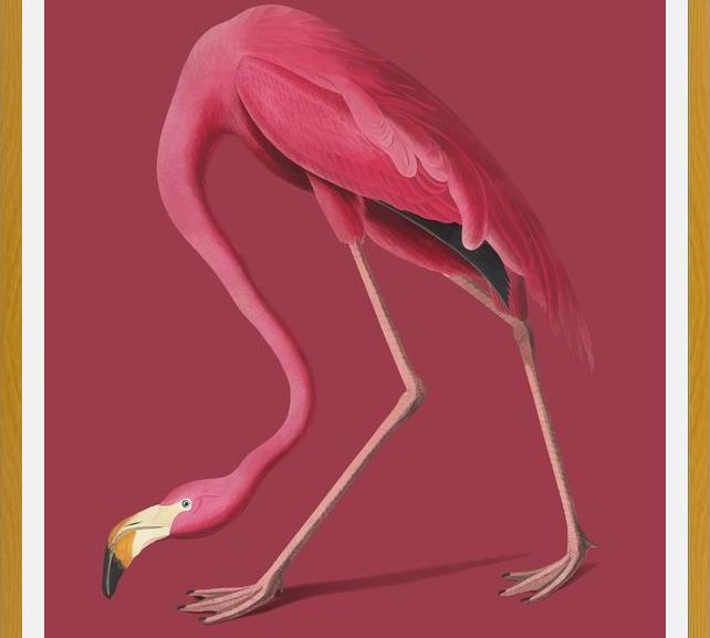 Cuadro Pink Flamingo