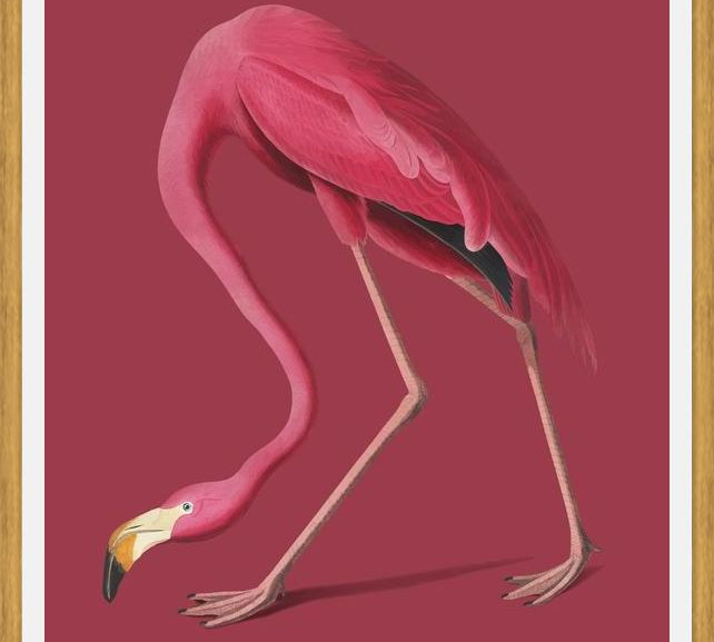 Cuadro Pink Flamingo