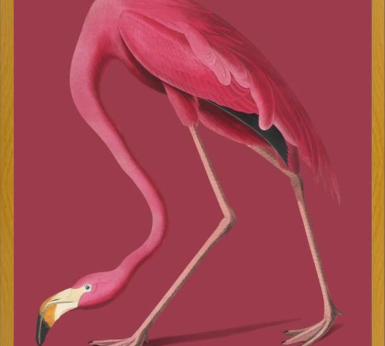 Cuadro Pink Flamingo