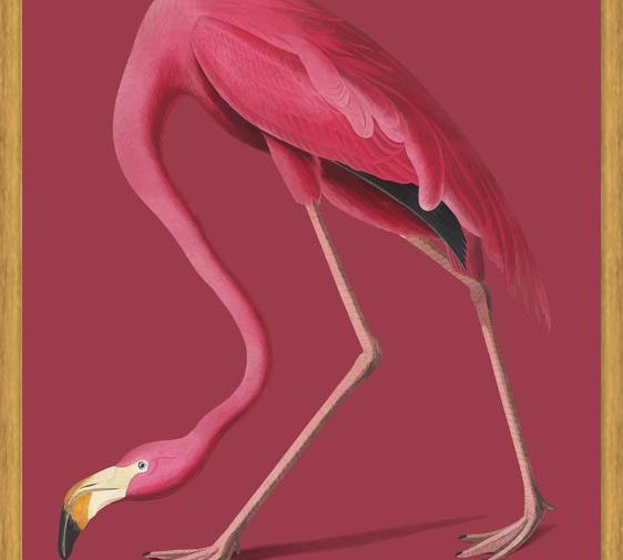 Cuadro Pink Flamingo