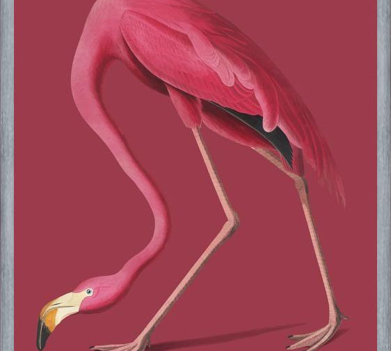 Cuadro Pink Flamingo