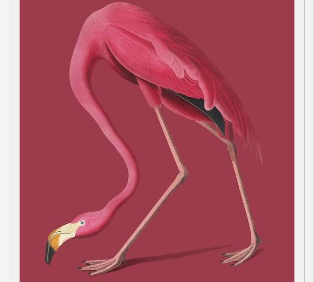 Cuadro Pink Flamingo