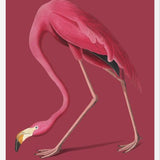 Cuadro Pink Flamingo