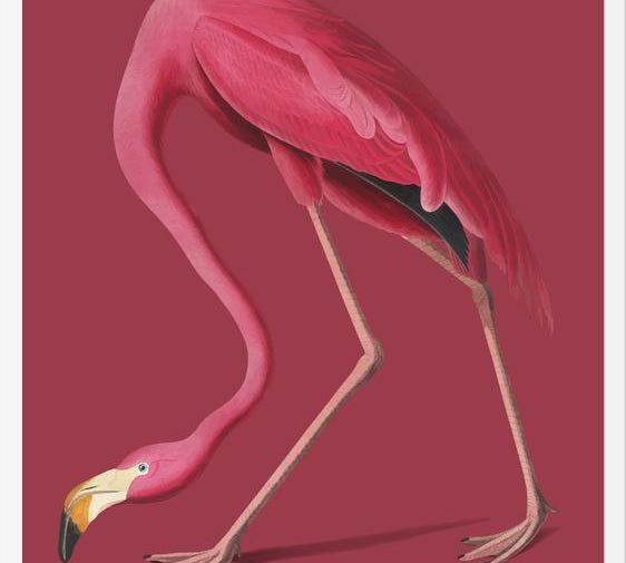 Cuadro Pink Flamingo