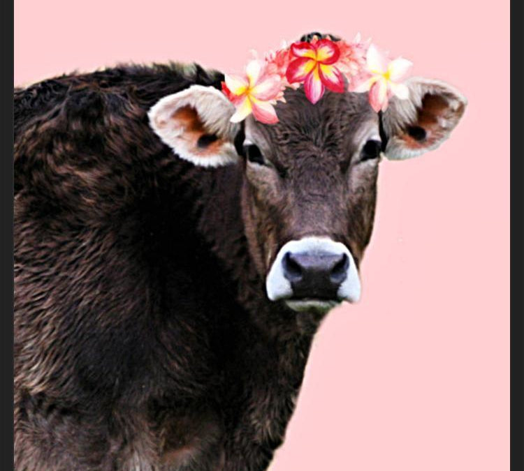 Cuadro Aloha Cow I