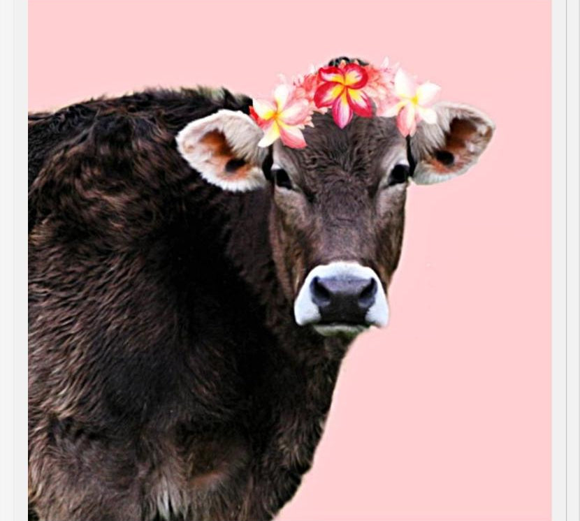 Cuadro Aloha Cow I
