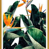 Cuadro Paradise Bird