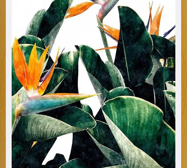 Cuadro Paradise Bird