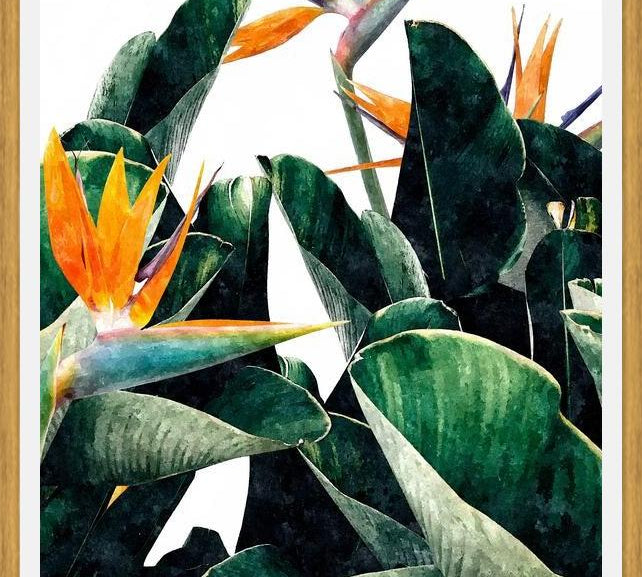 Cuadro Paradise Bird