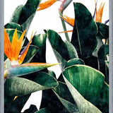 Cuadro Paradise Bird
