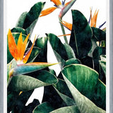Cuadro Paradise Bird