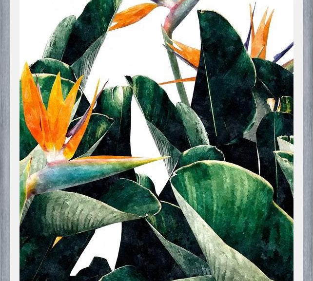 Cuadro Paradise Bird