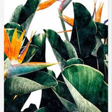 Cuadro Paradise Bird