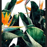 Cuadro Paradise Bird