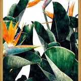 Cuadro Paradise Bird