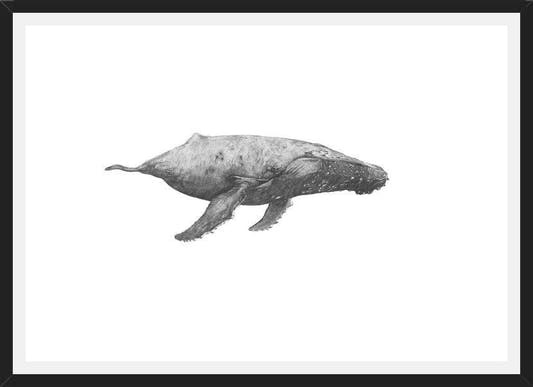 Cuadro Ballena Jorobada Chilena 2