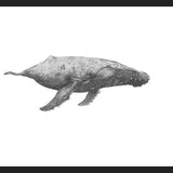 Cuadro Ballena Jorobada Chilena 2