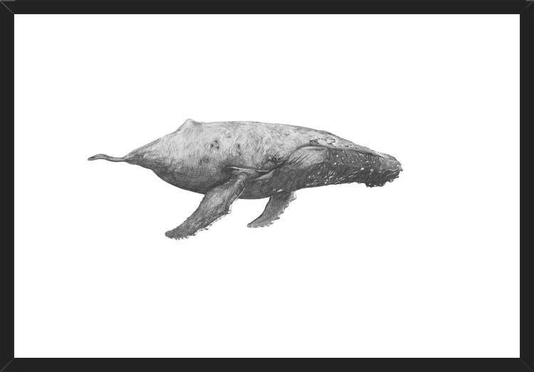 Cuadro Ballena Jorobada Chilena 2