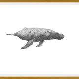 Cuadro Ballena Jorobada Chilena 2